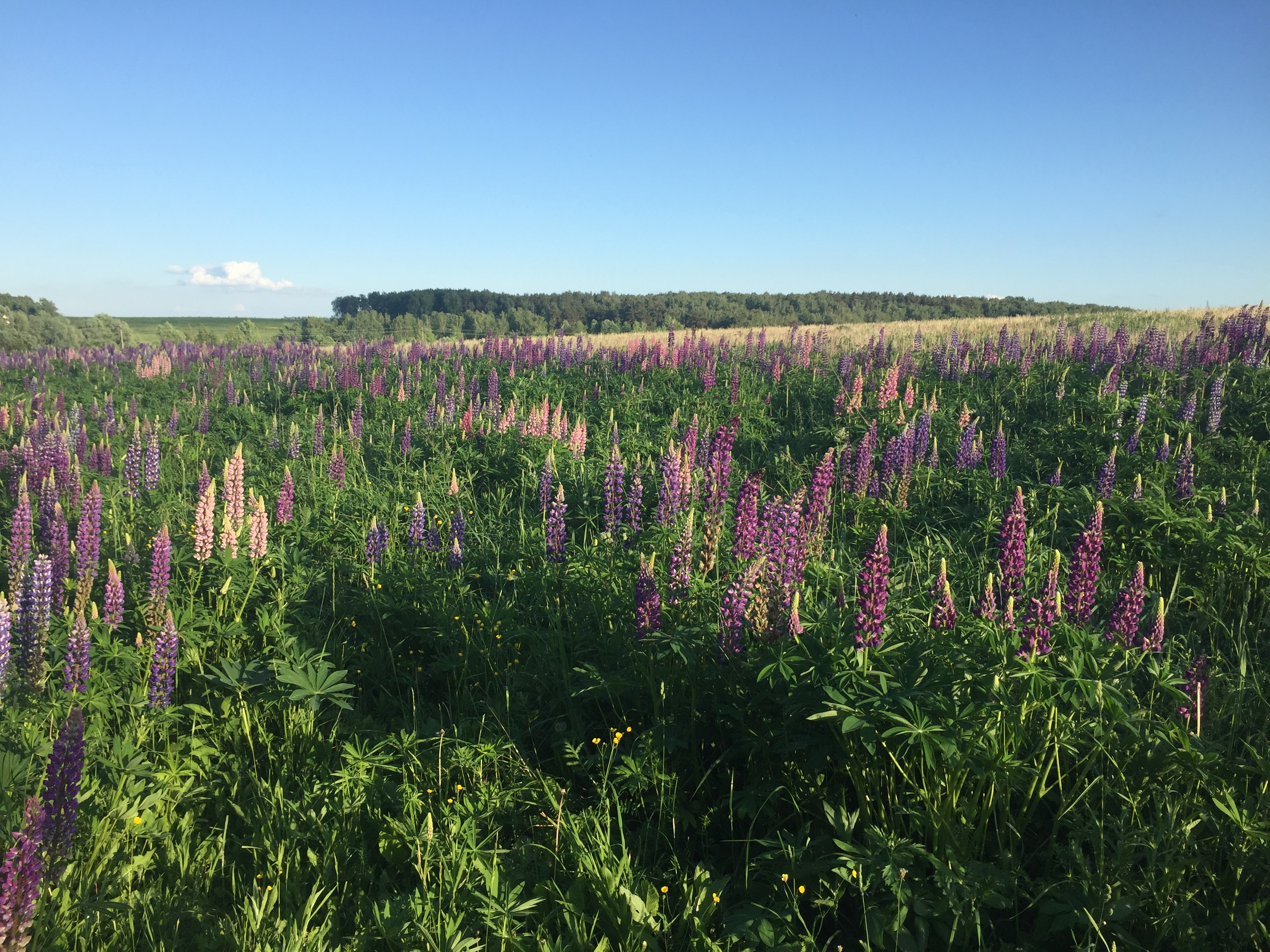 НСА: Минсельхоз РФ подтвердил намерение придать защищенный статус субсидиям на агрострахование 